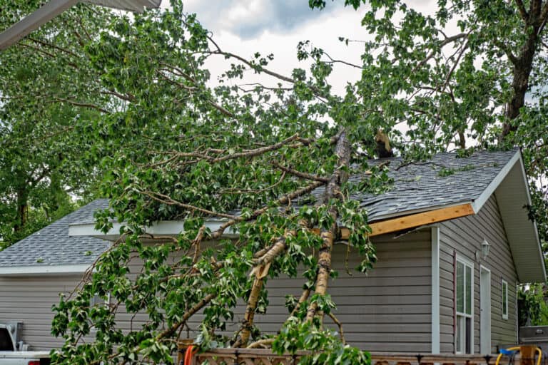 Storm Damage Clean Up fallen tree
