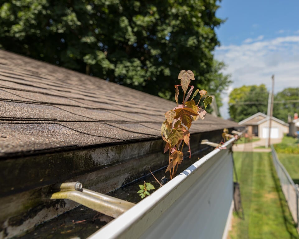 mold on roof-treeling growing out of a moldy gutter on a roof